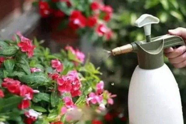 啤酒能不能直接浇花,啤酒和水按1:50的比例稀释