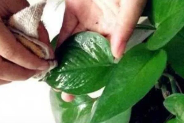 啤酒能不能直接浇花,啤酒和水按1:50的比例稀释