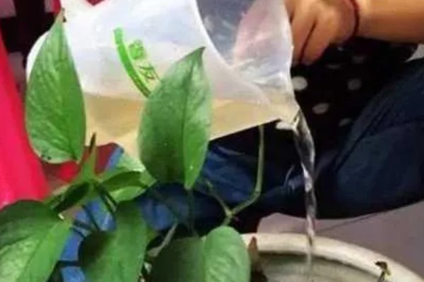 啤酒能不能直接浇花,啤酒和水按1:50的比例稀释