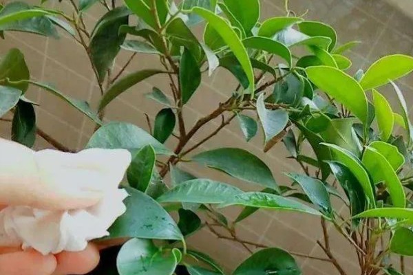 啤酒能不能直接浇花,啤酒和水按1:50的比例稀释