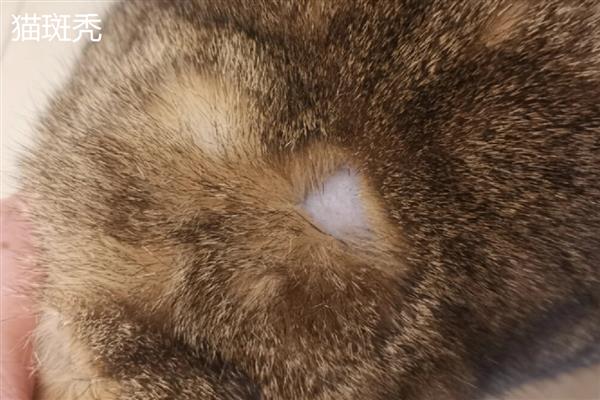 猫斑秃和猫癣有什么区别，前者皮肤正常、后者皮肤有炎症表现