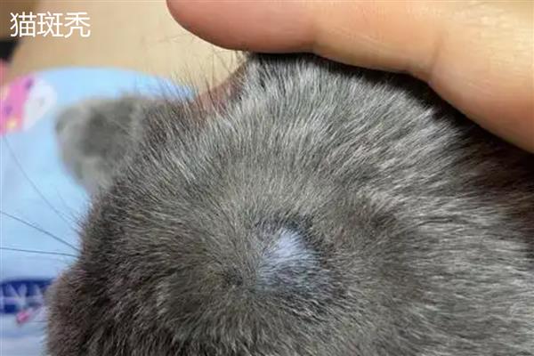 猫斑秃和猫癣有什么区别，前者皮肤正常、后者皮肤有炎症表现
