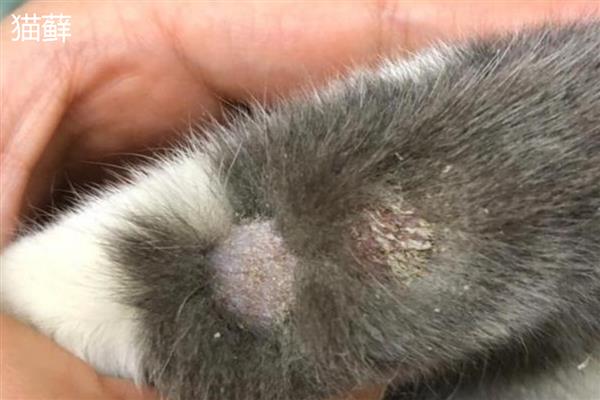 猫斑秃和猫癣有什么区别，前者皮肤正常、后者皮肤有炎症表现