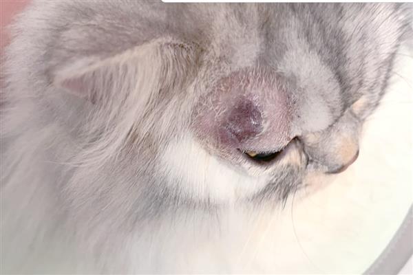 猫斑秃和猫癣有什么区别，前者皮肤正常、后者皮肤有炎症表现