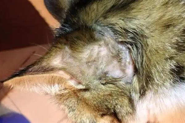 猫斑秃和猫癣有什么区别，前者皮肤正常、后者皮肤有炎症表现