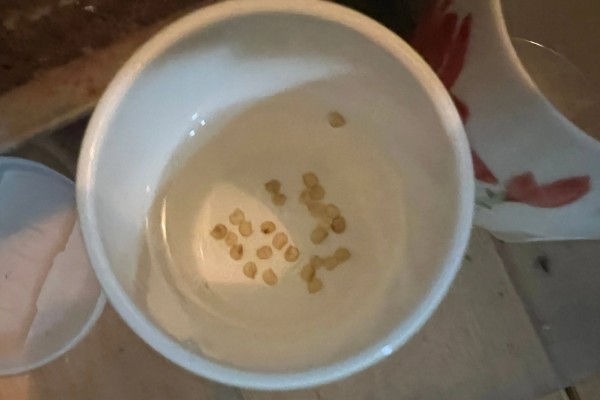 番茄籽的种植方式，可在每年春秋季节进行播种