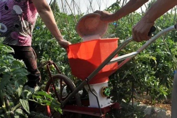 番茄籽的种植方式，可在每年春秋季节进行播种