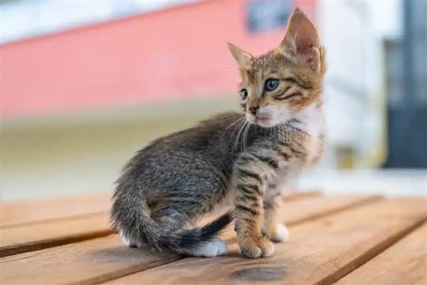 猫斑秃和猫癣有什么区别，前者皮肤正常、后者皮肤有炎症表现