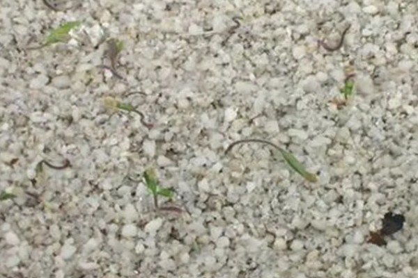 番茄籽的种植方式，可在每年春秋季节进行播种