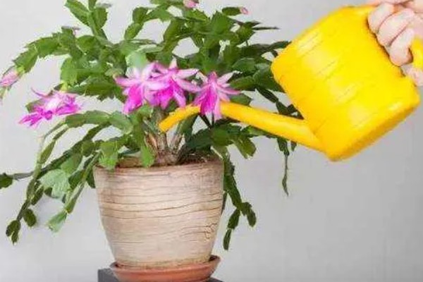 北方上冻后能不能对植物浇水,可在中午浇施注意让水温和室温保持一致