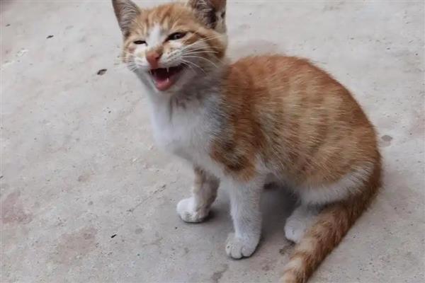 猫斑秃和猫癣有什么区别，前者皮肤正常、后者皮肤有炎症表现