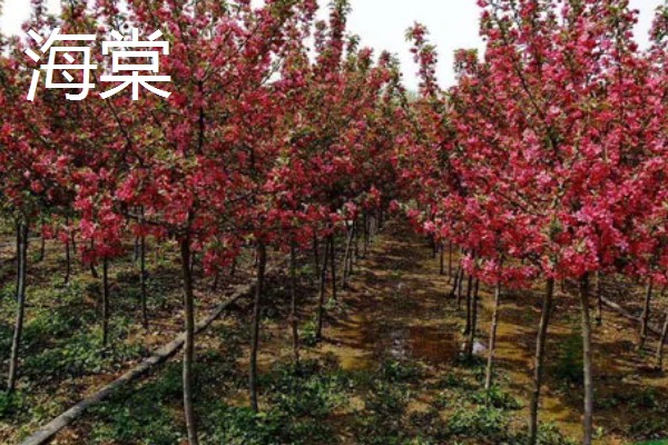 北方上冻后能不能对植物浇水,可在中午浇施注意让水温和室温保持一致