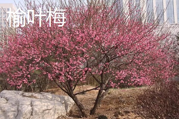 北方上冻后能不能对植物浇水,可在中午浇施注意让水温和室温保持一致