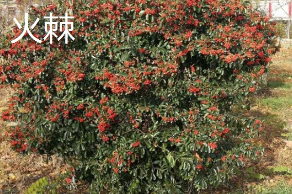 北方上冻后能不能对植物浇水,可在中午浇施注意让水温和室温保持一致