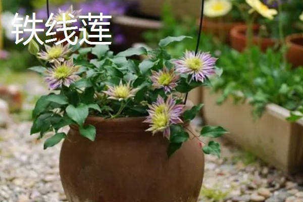 北方上冻后能不能对植物浇水,可在中午浇施注意让水温和室温保持一致