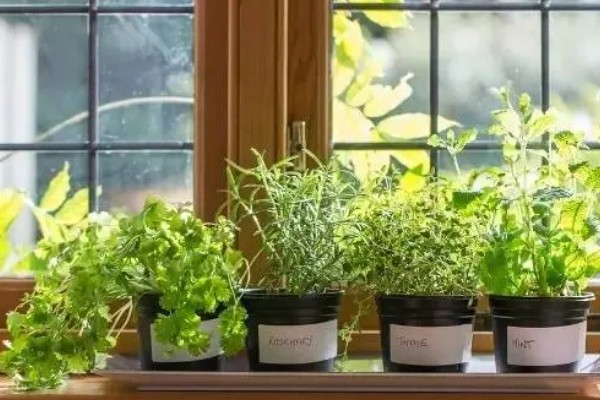 北方上冻后能不能对植物浇水,可在中午浇施注意让水温和室温保持一致
