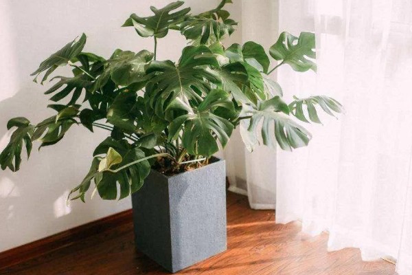 北方上冻后能不能对植物浇水,可在中午浇施注意让水温和室温保持一致