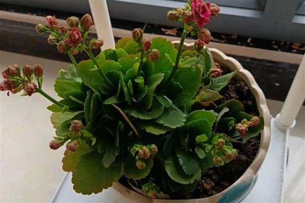 花土里面有小蜈蚣怎么办,撒施呋喃丹并浇水可以灭杀