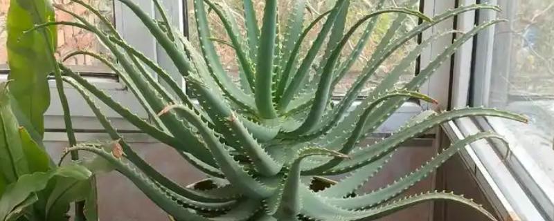 龙爪开花的寓意,寓意悲伤的回忆