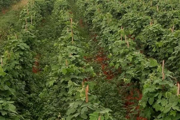 陕南地区种植葛根的前景,目前来看前景可观