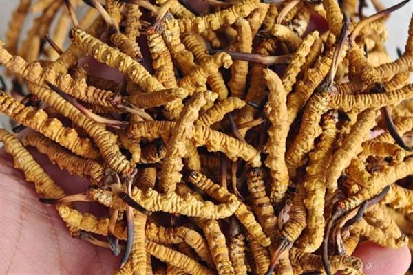 冬虫夏草的等级分类,分为一级、二级、三级虫草