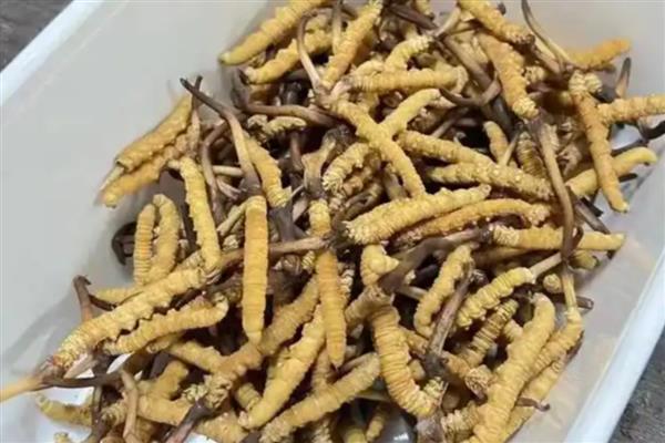 冬虫夏草的等级分类,分为一级、二级、三级虫草