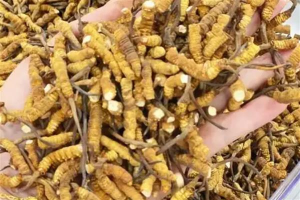 冬虫夏草的等级分类,分为一级、二级、三级虫草