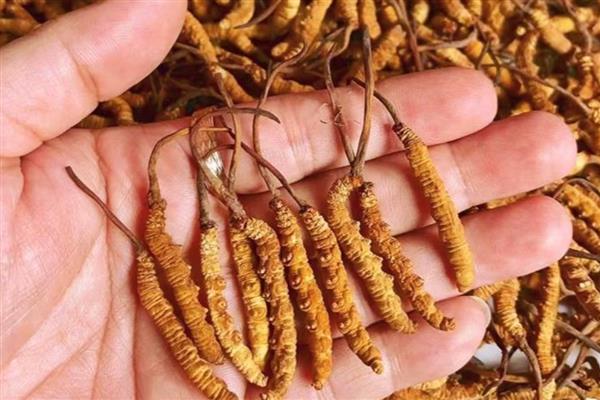 冬虫夏草的等级分类,分为一级、二级、三级虫草