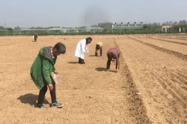 白菜的种植方法，长出4-5片真叶后便可进行移栽