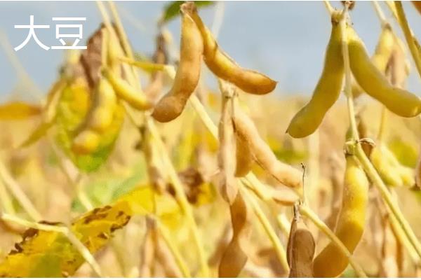 豆科植物的种类,常见大豆、花生等品种