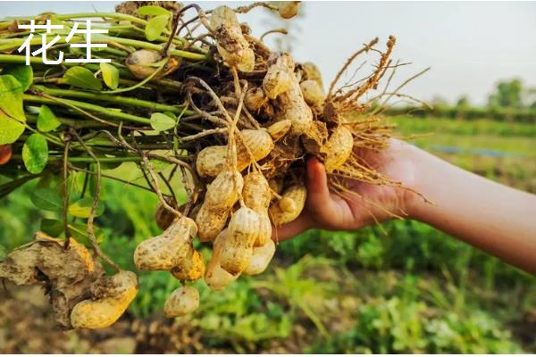 豆科植物的种类,常见大豆、花生等品种