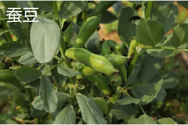 豆科植物的种类,常见大豆、花生等品种