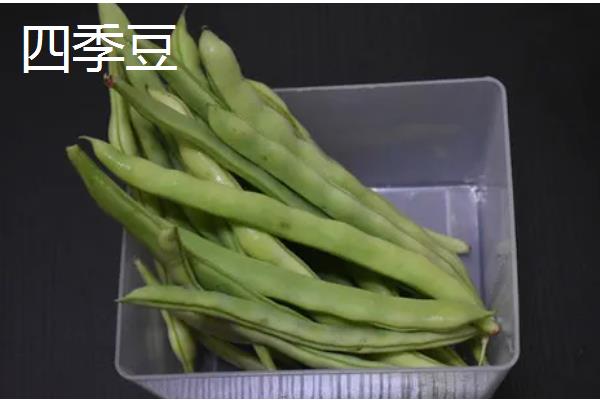 豆科植物的种类,常见大豆、花生等品种
