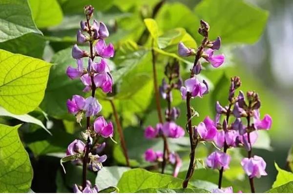 豆科植物的种类,常见大豆、花生等品种