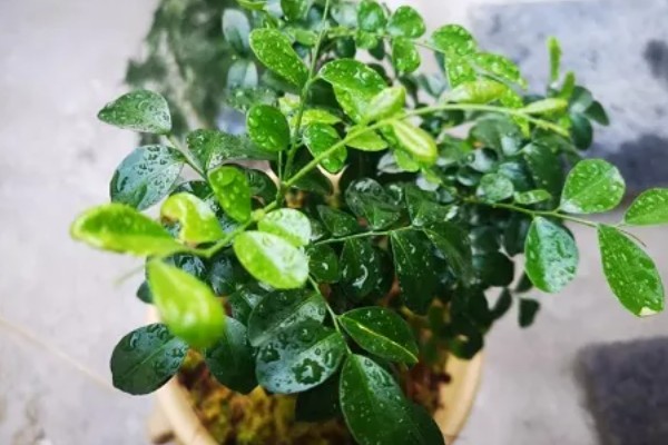 怎么养七里香，养殖时要掌握好浇水的量