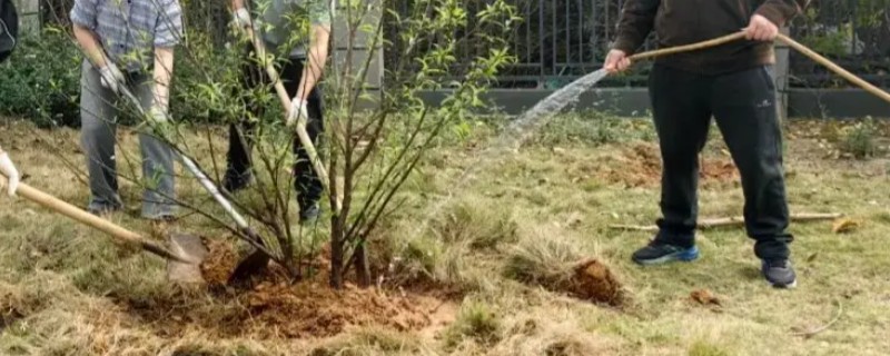 植树节为何要种树,由林学家韩安、凌道扬等倡议设立