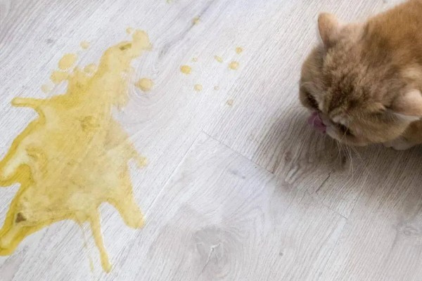 猫咪呕吐的原因,可能是异物阻塞所致