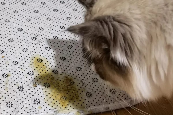 猫咪呕吐的原因,可能是异物阻塞所致