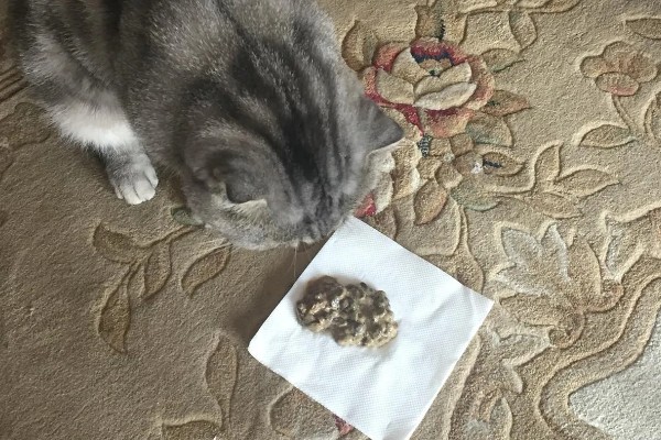 猫咪呕吐的原因,可能是异物阻塞所致