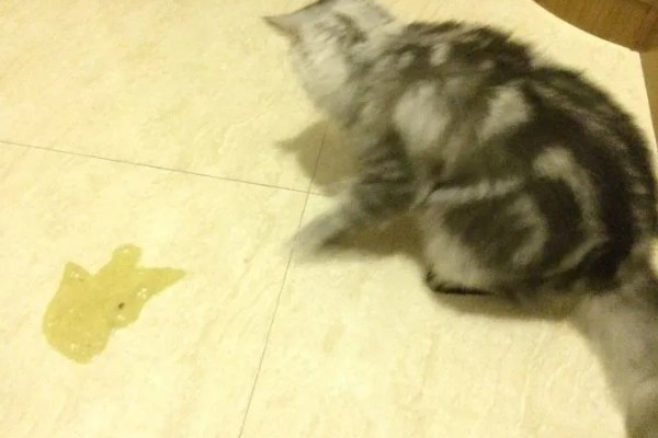 猫咪呕吐的原因,可能是异物阻塞所致