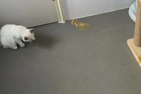 猫咪呕吐的原因,可能是异物阻塞所致