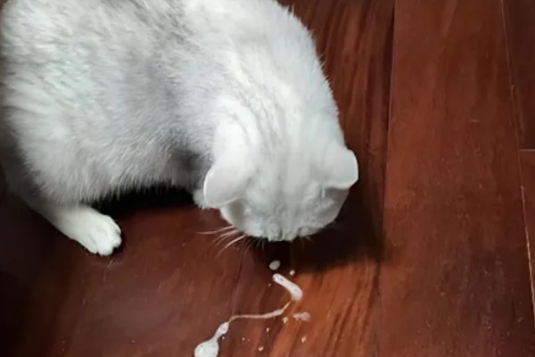 猫咪呕吐的原因,可能是异物阻塞所致