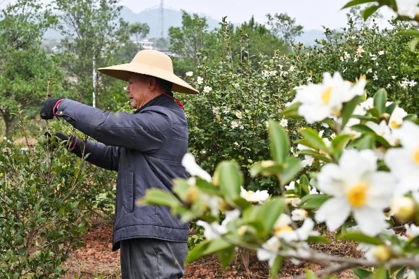 油茶树的管理方法，将撒施改为挖坑施肥