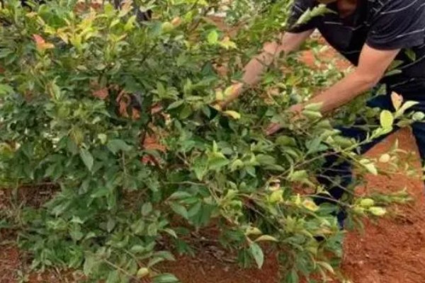 油茶树的管理方法，将撒施改为挖坑施肥