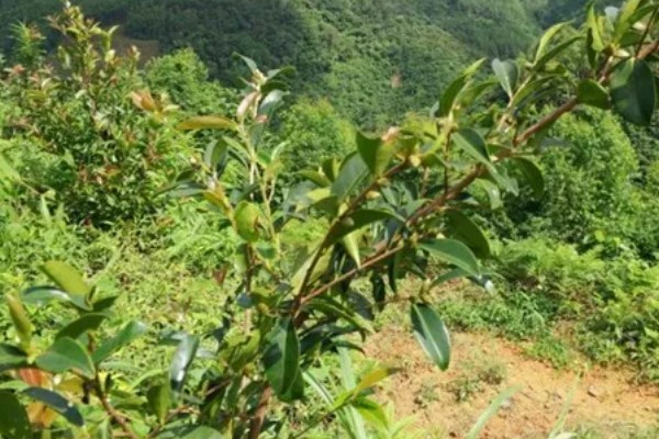 油茶树的管理方法，将撒施改为挖坑施肥