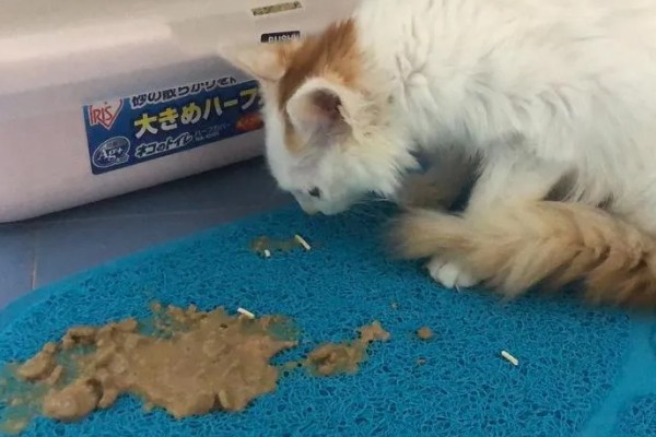 猫咪呕吐的原因,可能是异物阻塞所致