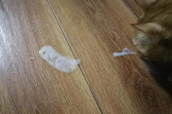 猫咪呕吐的原因,可能是异物阻塞所致