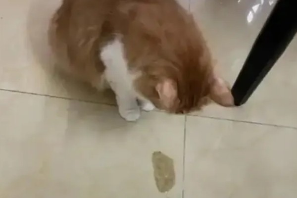 猫咪呕吐的原因,可能是异物阻塞所致