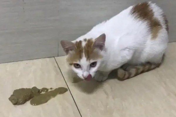 猫咪呕吐的原因,可能是异物阻塞所致
