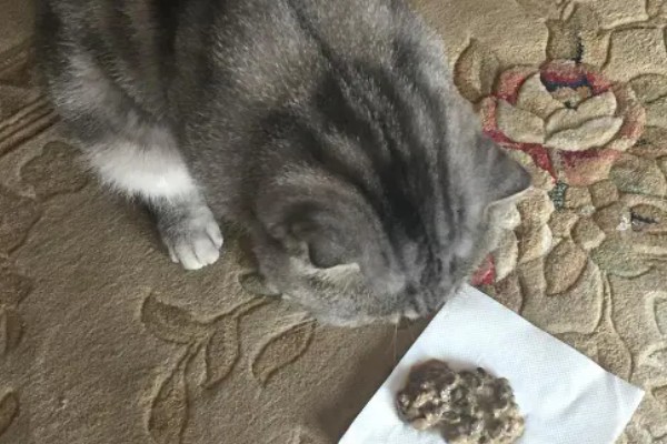猫咪呕吐的原因,可能是异物阻塞所致